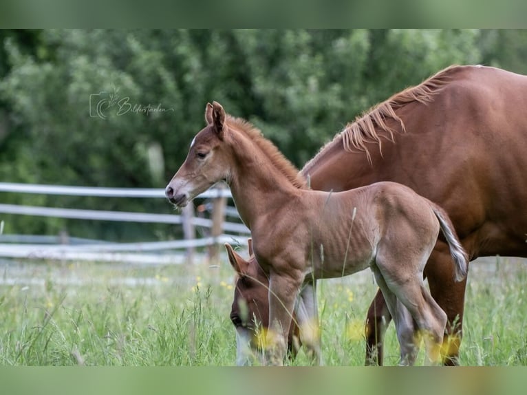 American Quarter Horse Hengst  155 cm Fuchs in Modautal