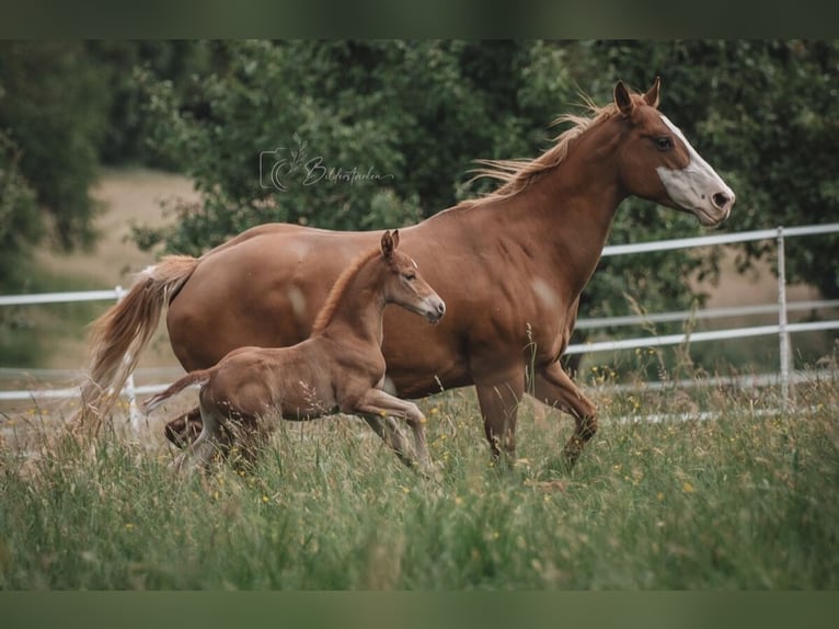 American Quarter Horse Hengst  155 cm Fuchs in Modautal
