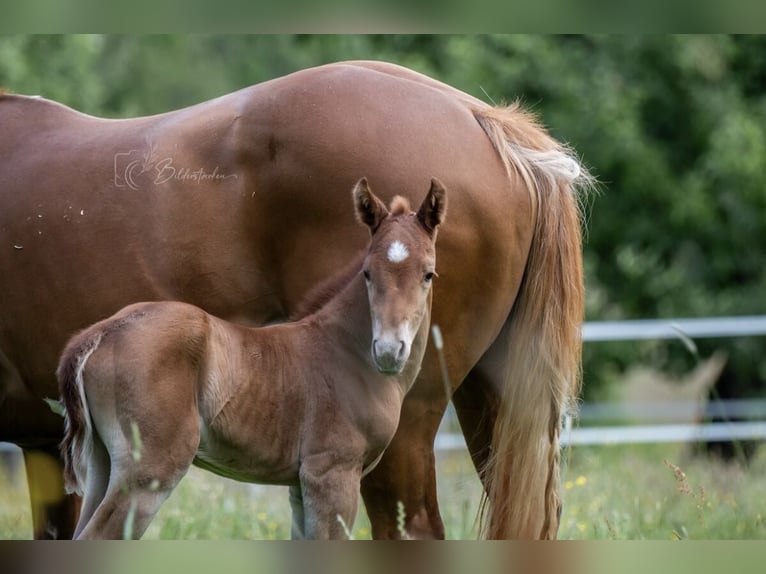 American Quarter Horse Hengst  155 cm Fuchs in Modautal