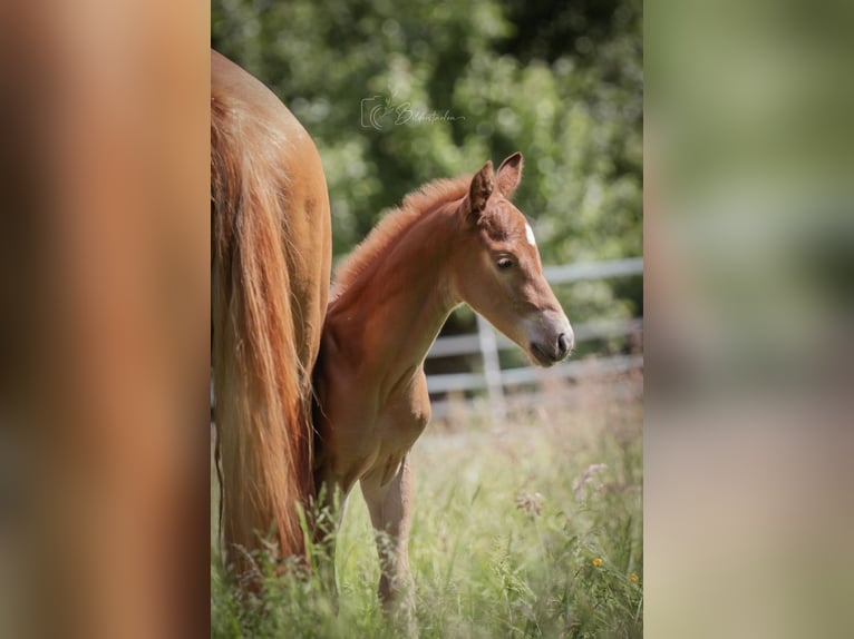 American Quarter Horse Hengst  155 cm Fuchs in Modautal