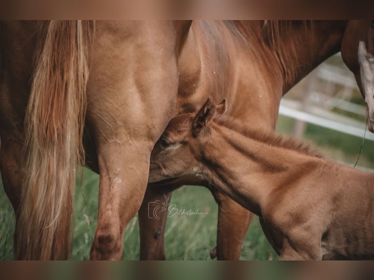 American Quarter Horse Hengst  155 cm Fuchs in Modautal