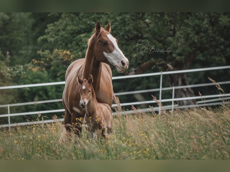 American Quarter Horse Hengst  155 cm Fuchs in Modautal