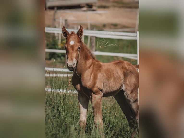 American Quarter Horse Hengst  155 cm Fuchs in Modautal
