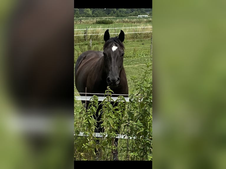 American Quarter Horse Hengst Fohlen (04/2024) 155 cm Grullo in Neuss