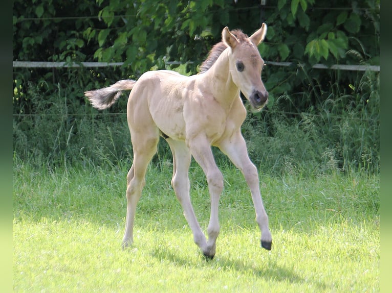 American Quarter Horse Hengst Fohlen (05/2024) 155 cm Grullo in Düsseldorf