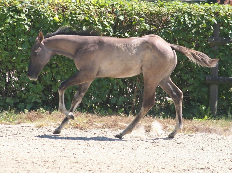 American Quarter Horse Hengst Fohlen (05/2024) 155 cm Grullo in Düsseldorf