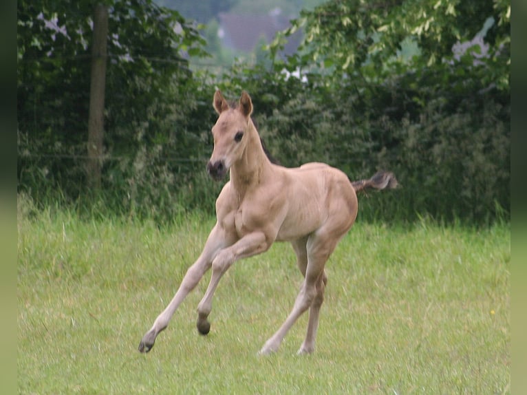 American Quarter Horse Hengst Fohlen (05/2024) 155 cm Grullo in Düsseldorf