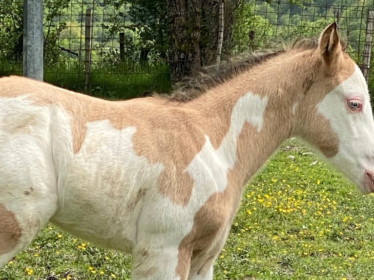 American Quarter Horse Hengst Fohlen (04/2024) 155 cm Overo-alle-Farben in Opi