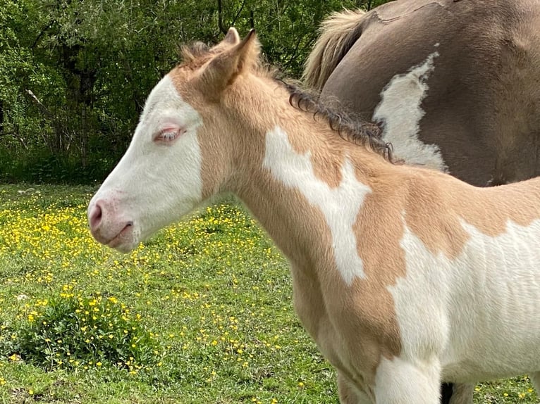 American Quarter Horse Hengst Fohlen (04/2024) 155 cm Overo-alle-Farben in Opi