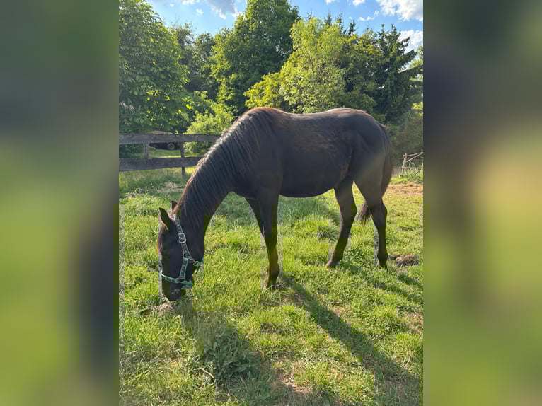 American Quarter Horse Hengst  155 cm Rappe in Serrig