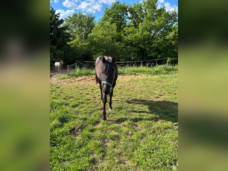 American Quarter Horse Hengst  155 cm Rappe in Serrig