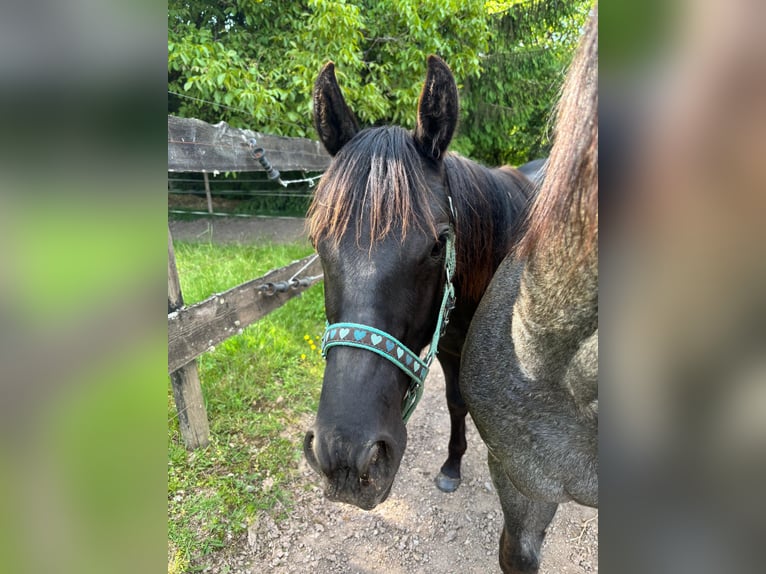 American Quarter Horse Hengst  155 cm Rappe in Serrig