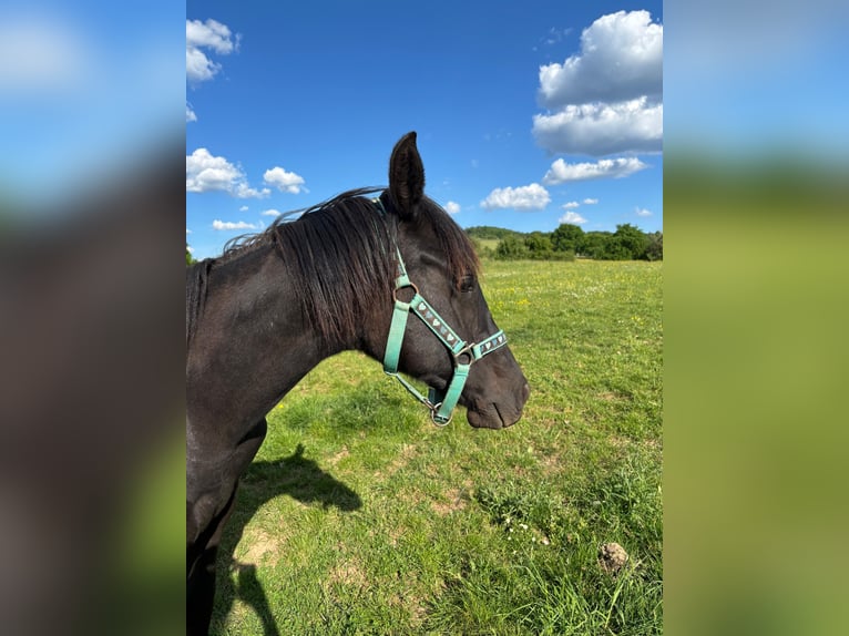 American Quarter Horse Hengst  155 cm Rappe in Serrig