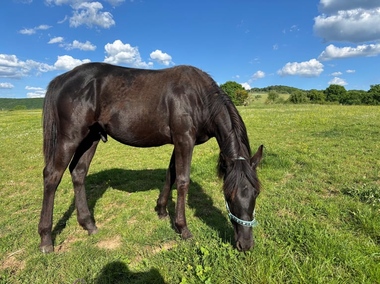American Quarter Horse Hengst  155 cm Rappe in Serrig