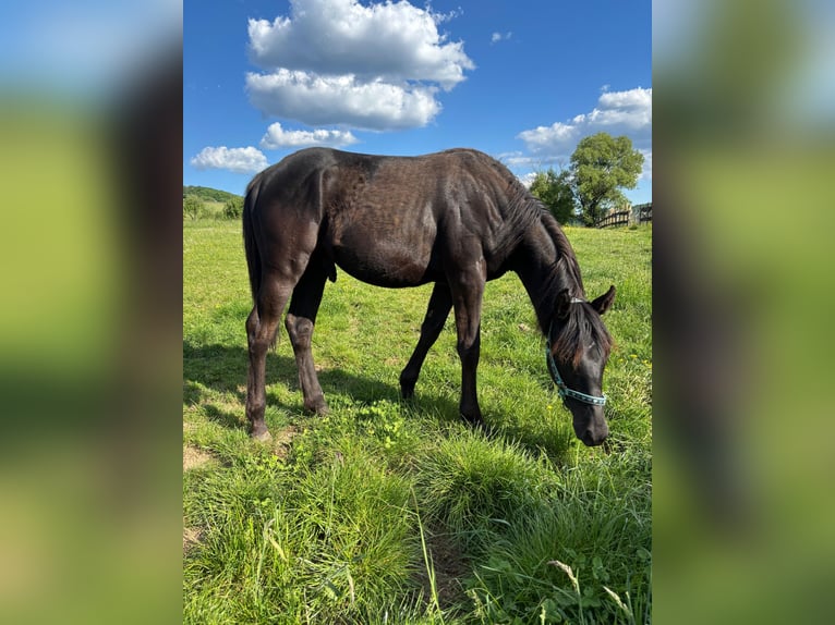 American Quarter Horse Hengst  155 cm Rappe in Serrig