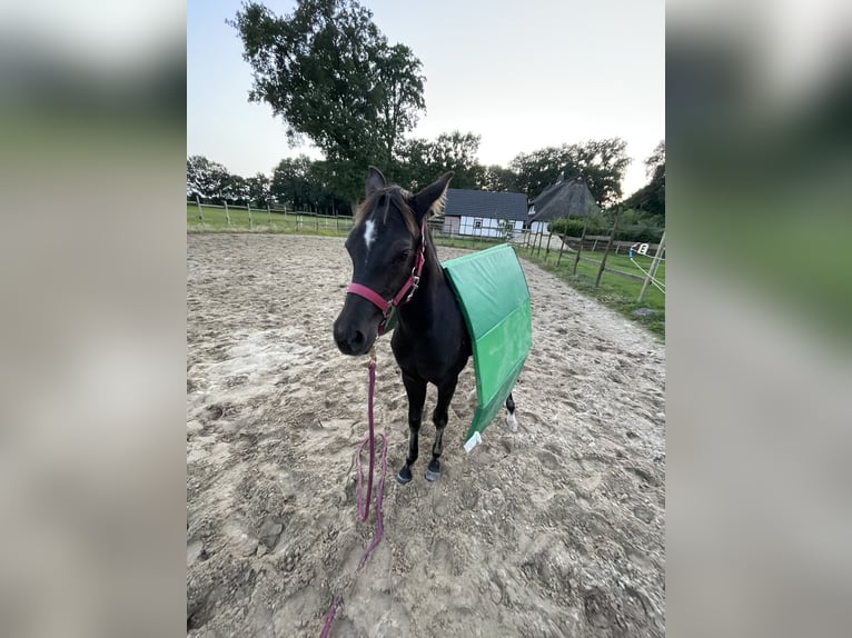 American Quarter Horse Hengst Fohlen (04/2024) 155 cm Rappe in Himmelpforten