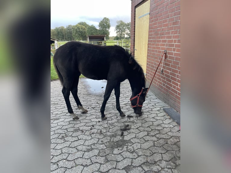 American Quarter Horse Hengst Fohlen (04/2024) 155 cm Rappe in Himmelpforten