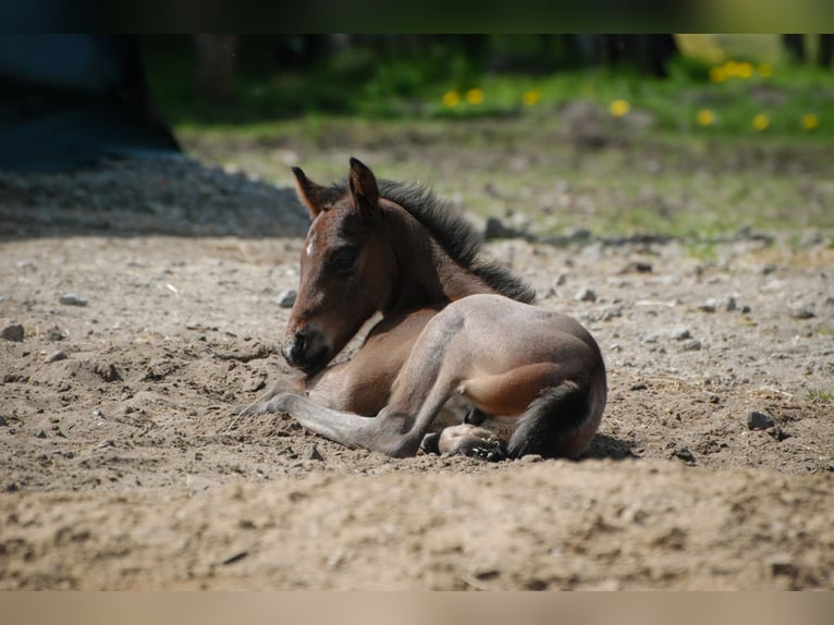 American Quarter Horse Hengst  155 cm Roan-Bay in Alt Duvenstedt