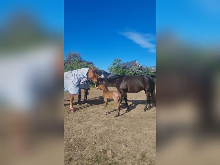 American Quarter Horse Hengst  155 cm Roan-Bay in Alt Duvenstedt