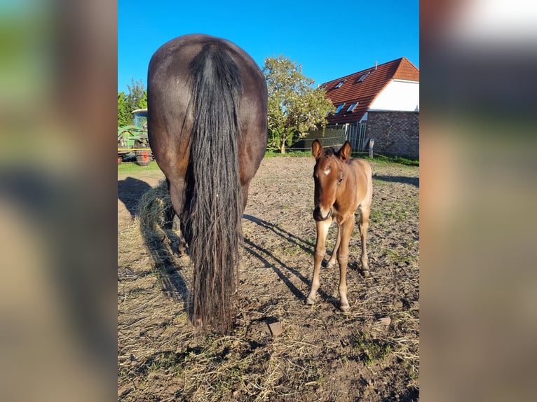 American Quarter Horse Hengst  155 cm Roan-Bay in Alt Duvenstedt