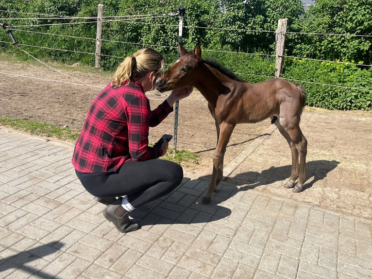 American Quarter Horse Hengst  155 cm Roan-Bay in Alt Duvenstedt