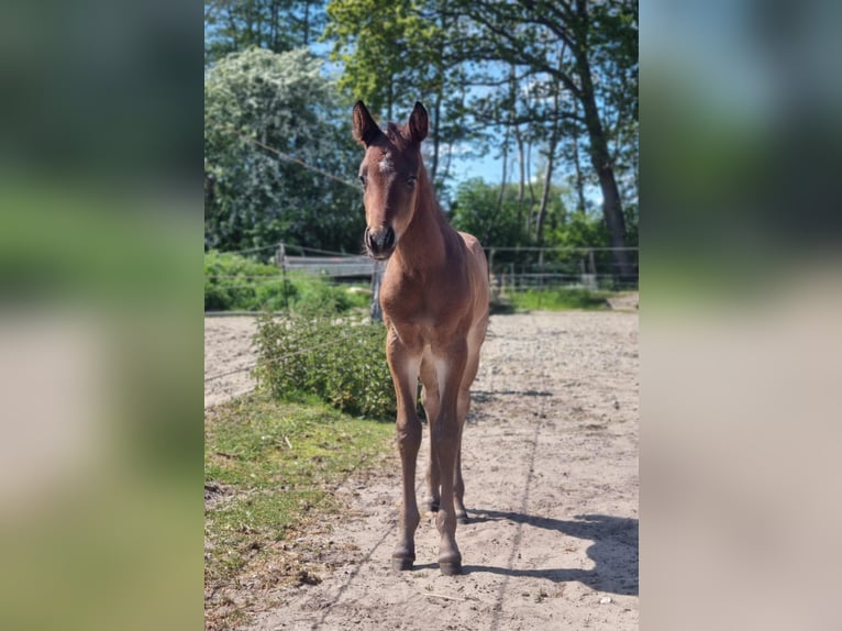 American Quarter Horse Hengst  155 cm Roan-Bay in Alt Duvenstedt