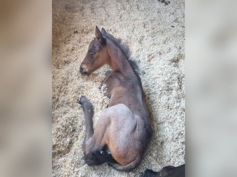 American Quarter Horse Hengst  155 cm Roan-Bay in Alt Duvenstedt