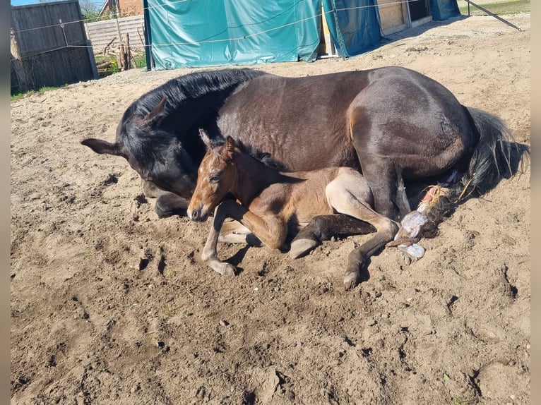 American Quarter Horse Hengst  155 cm Roan-Bay in Alt Duvenstedt