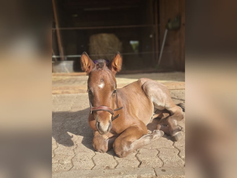 American Quarter Horse Hengst  155 cm Roan-Bay in Alt Duvenstedt