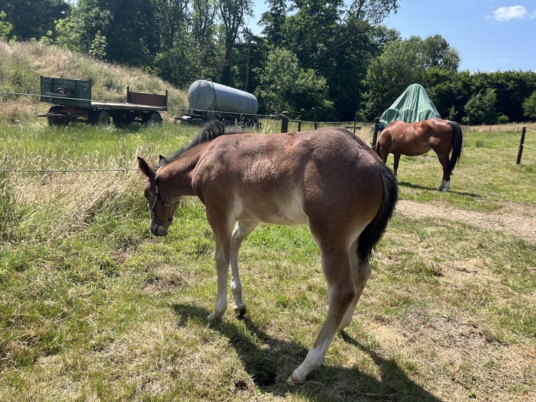 American Quarter Horse Hengst  155 cm Roan-Bay in GangeltGangelt