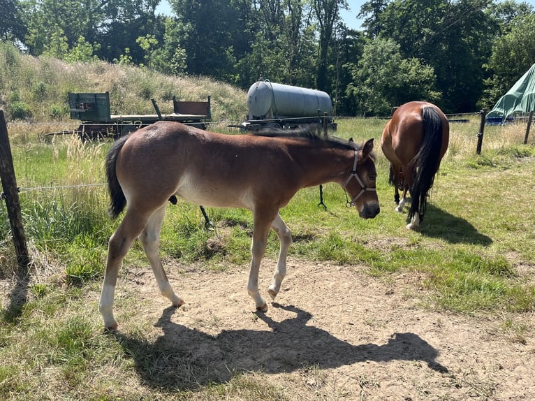 American Quarter Horse Hengst  155 cm Roan-Bay in GangeltGangelt