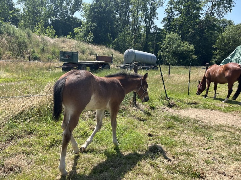 American Quarter Horse Hengst  155 cm Roan-Bay in GangeltGangelt
