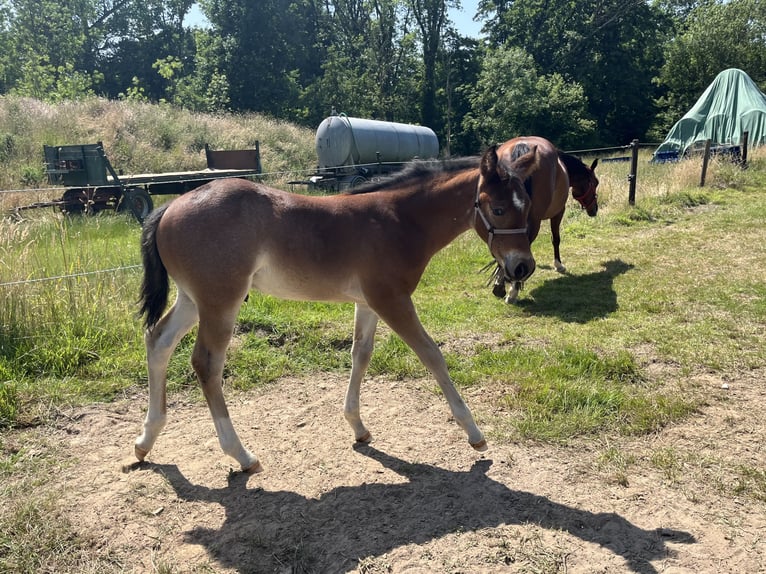 American Quarter Horse Hengst  155 cm Roan-Bay in GangeltGangelt