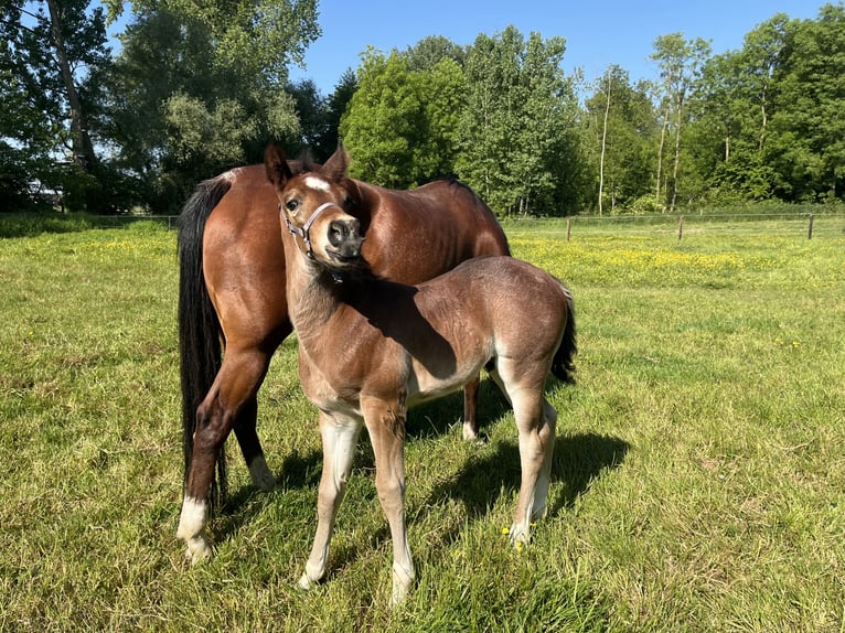 American Quarter Horse Hengst  155 cm Roan-Bay in GangeltGangelt