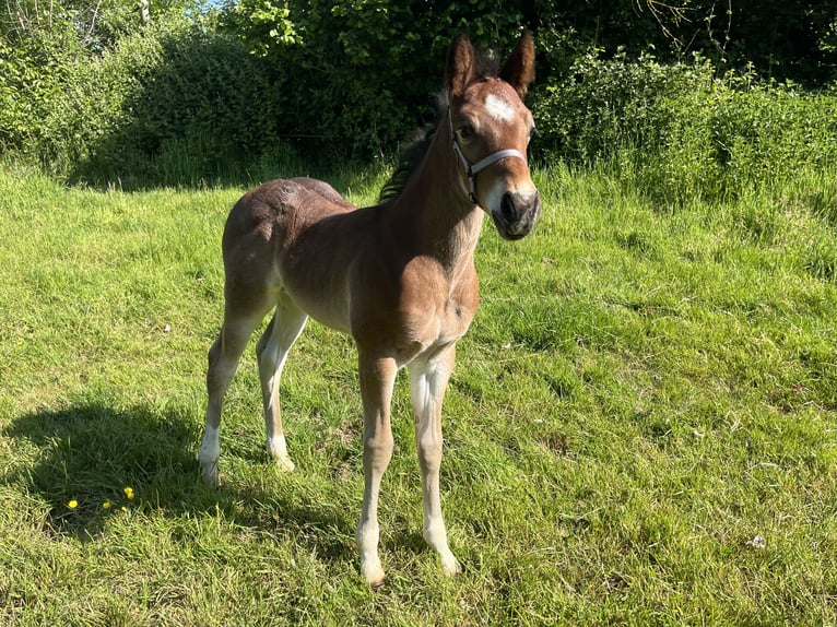 American Quarter Horse Hengst  155 cm Roan-Bay in GangeltGangelt