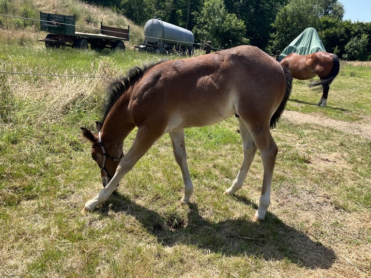 American Quarter Horse Hengst  155 cm Roan-Bay in GangeltGangelt