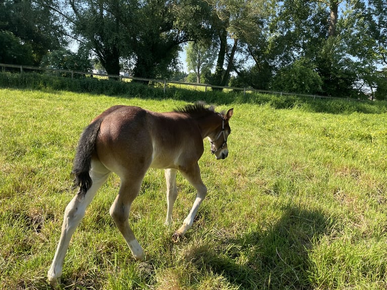 American Quarter Horse Hengst  155 cm Roan-Bay in GangeltGangelt