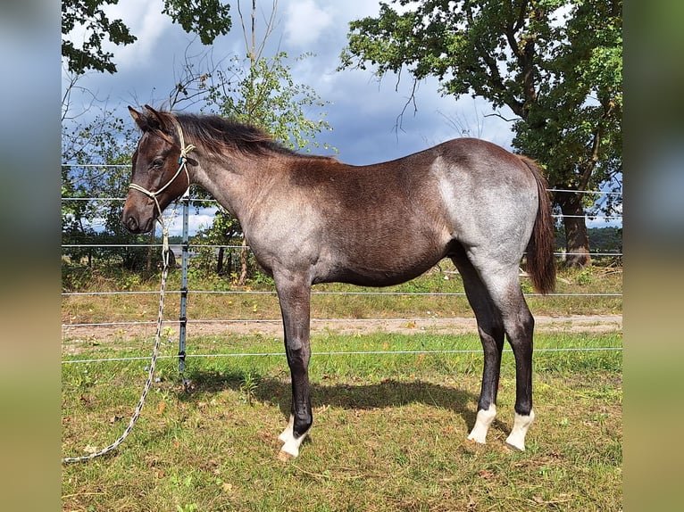 American Quarter Horse Hengst Fohlen (03/2026) 155 cm Roan-Blue in Lübben (Spreewald)