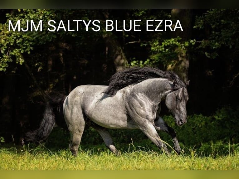 American Quarter Horse Hengst Fohlen (03/2026) 155 cm Roan-Blue in Lübben (Spreewald)