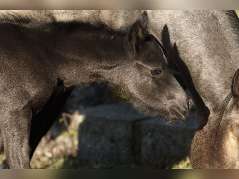 American Quarter Horse Hengst  155 cm Roan-Blue in Hernstein