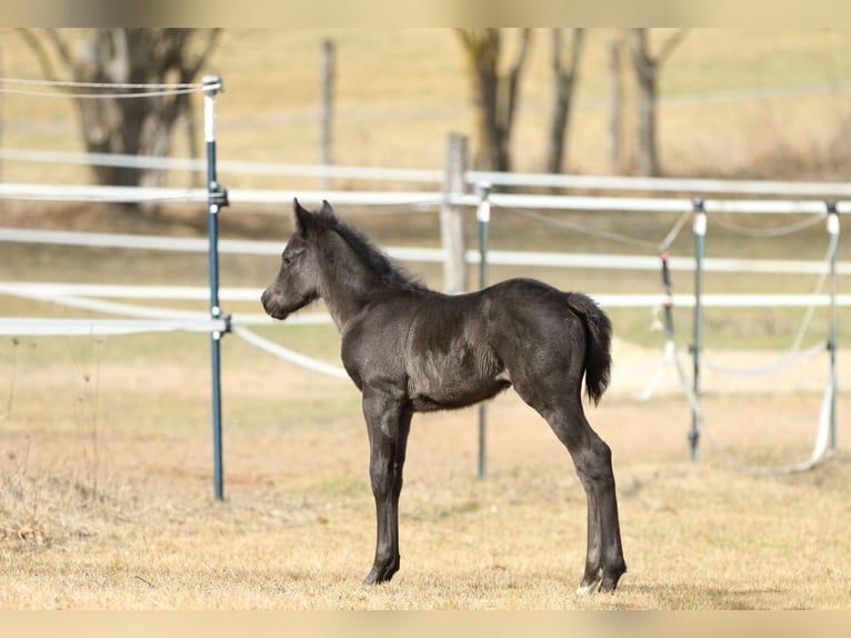 American Quarter Horse Hengst  155 cm Roan-Blue in Hernstein