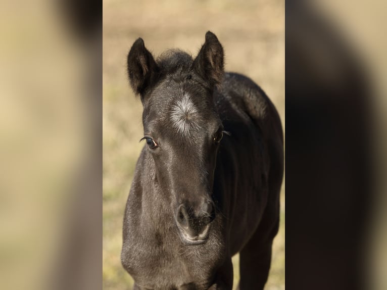 American Quarter Horse Hengst  155 cm Roan-Blue in Hernstein