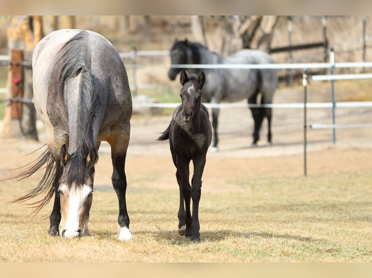 American Quarter Horse Hengst  155 cm Roan-Blue in Hernstein