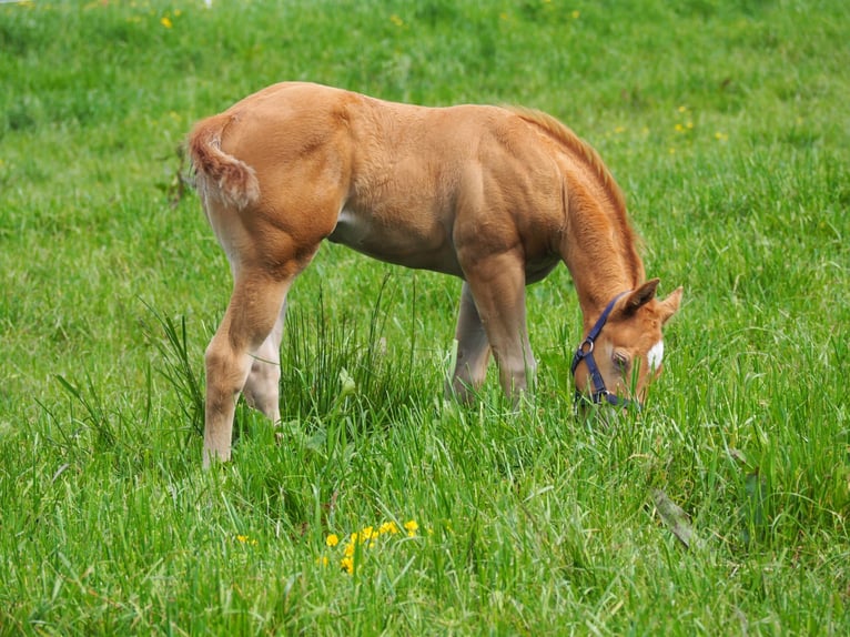 American Quarter Horse Hengst Fohlen (04/2024) 156 cm Champagne in Oostkapelle