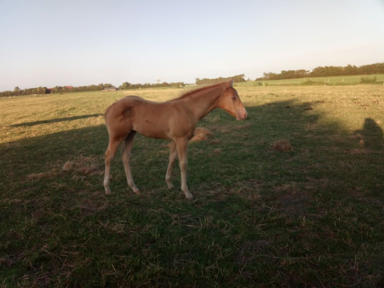 American Quarter Horse Hengst Fohlen (04/2024) 156 cm Champagne in Oostkapelle