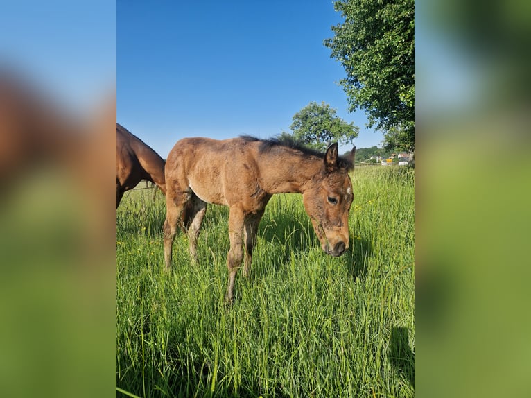 American Quarter Horse Hengst  156 cm Dunkelbrauner in Greifenstein