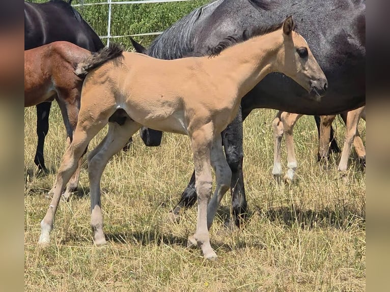 American Quarter Horse Hengst Fohlen (05/2026) 156 cm Grullo in Langenbach