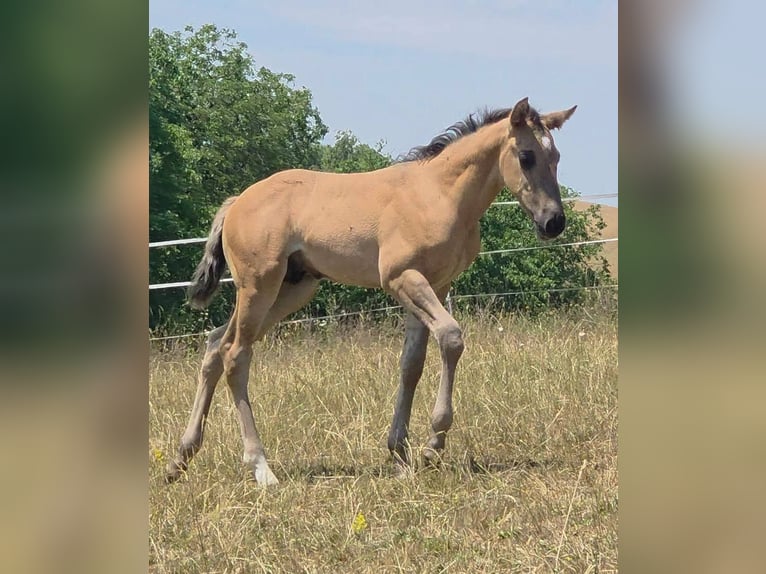 American Quarter Horse Hengst Fohlen (05/2026) 156 cm Grullo in Langenbach