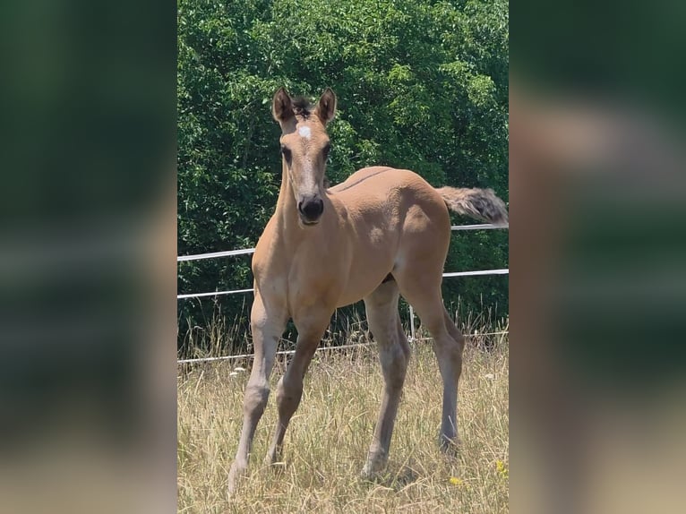 American Quarter Horse Hengst Fohlen (05/2026) 156 cm Grullo in Langenbach