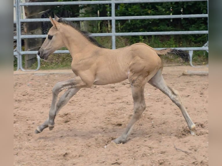 American Quarter Horse Hengst Fohlen (05/2026) 156 cm Grullo in Langenbach